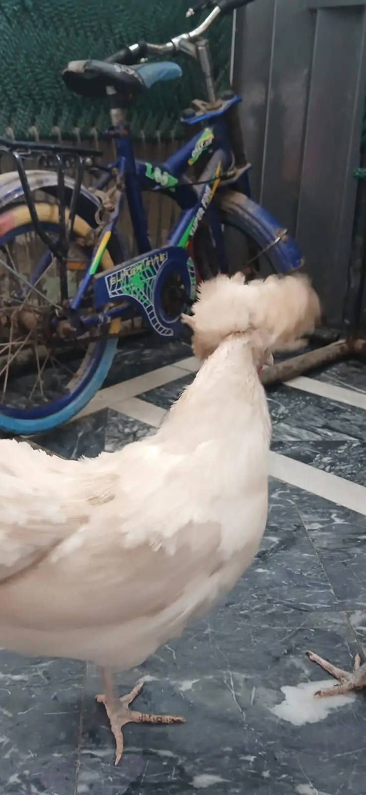 polish hen available for sale — photo 2