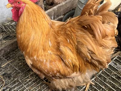Aseel Male and Female Hens | Healthy and Active Aseel Chicks
