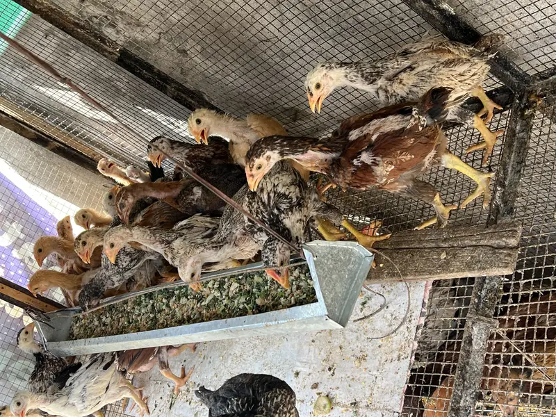 Aseel Male and Female Hens | Healthy and Active Aseel Chicks — photo 2