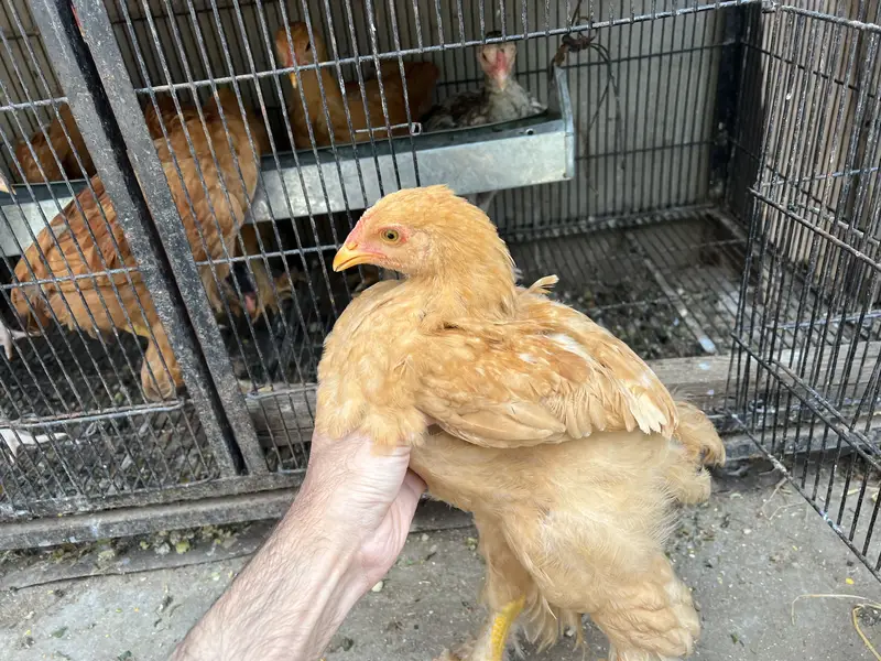Aseel Male and Female Hens | Healthy and Active Aseel Chicks — photo 3