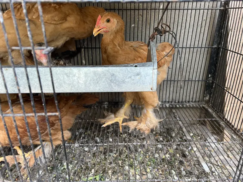 Aseel Male and Female Hens | Healthy and Active Aseel Chicks — photo 4