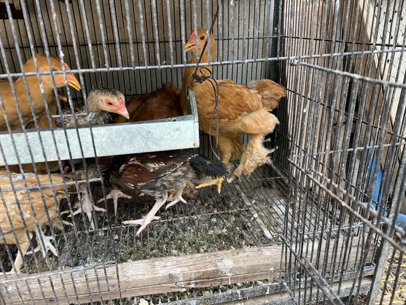 Aseel Male and Female Hens | Healthy and Active Aseel Chicks — photo 5