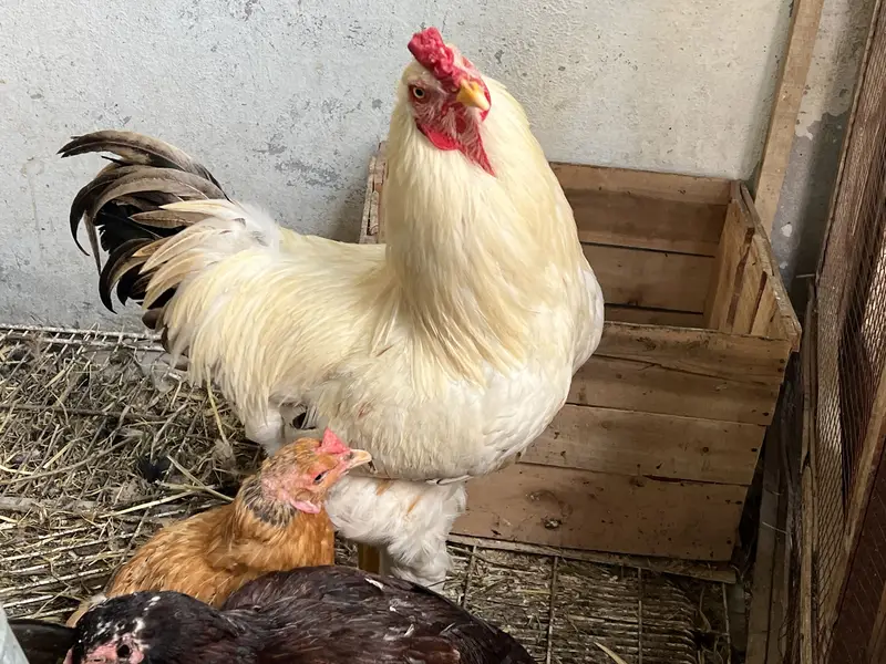 Aseel Male and Female Hens | Healthy and Active Aseel Chicks — photo 6