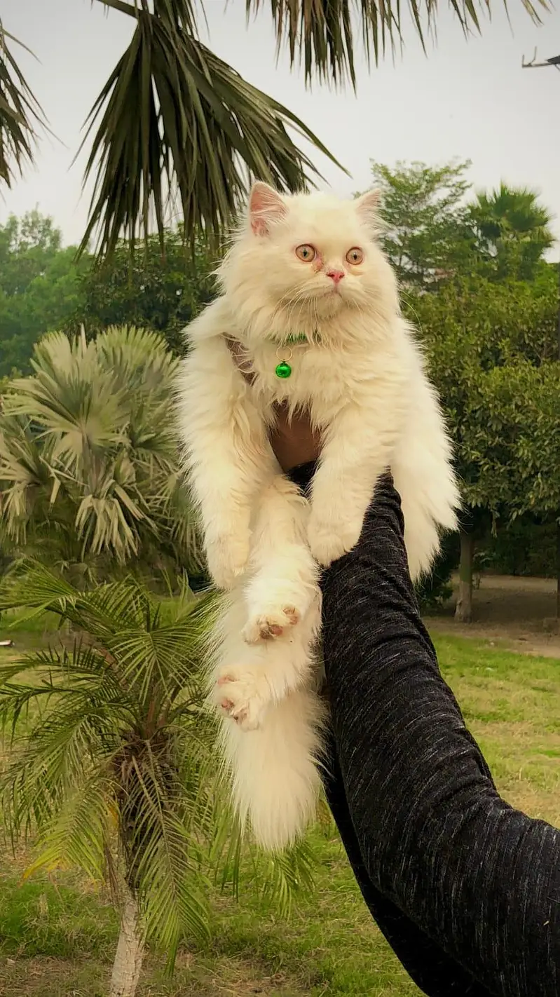 cash on delivery available Persian Punch face triple coat cat Kitten — photo 3
