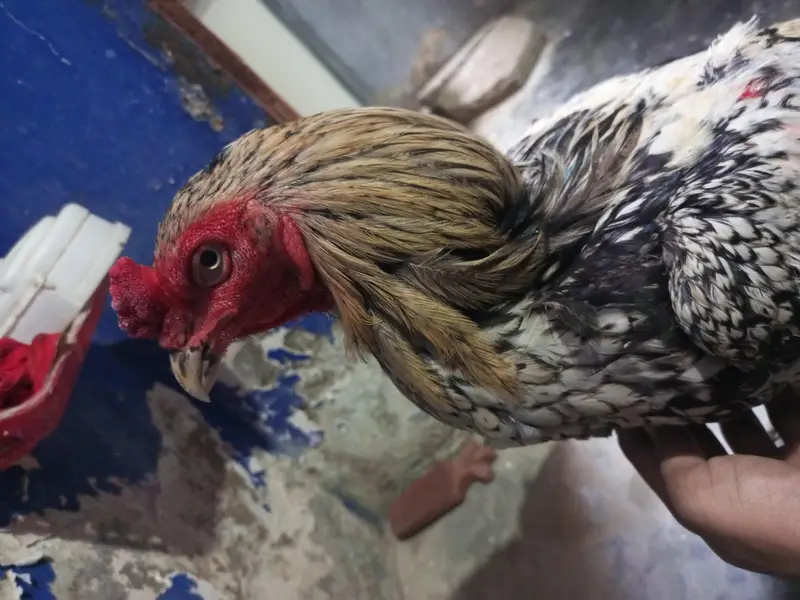 Java murga — photo 8