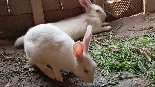 Breeder or Adult Pair looking for new shelter