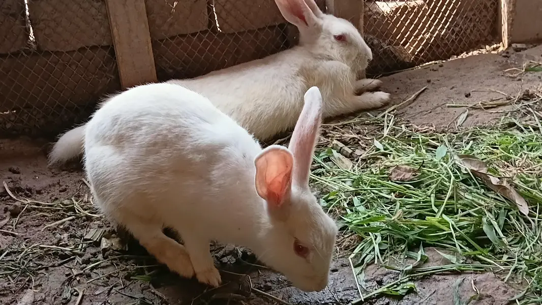 Breeder or Adult Pair looking for new shelter