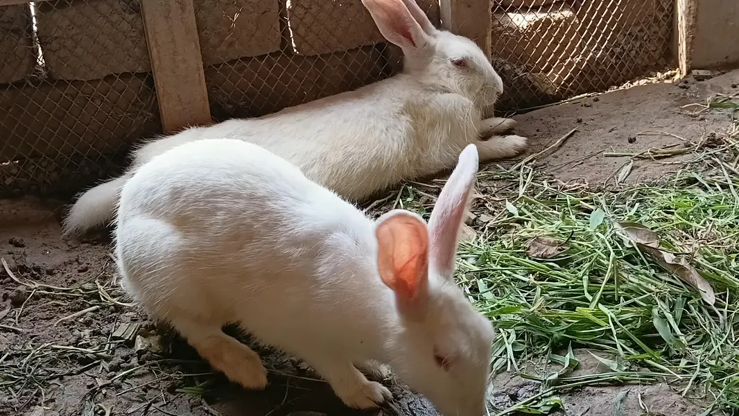 Breeder or Adult Pair looking for new shelter — photo 2
