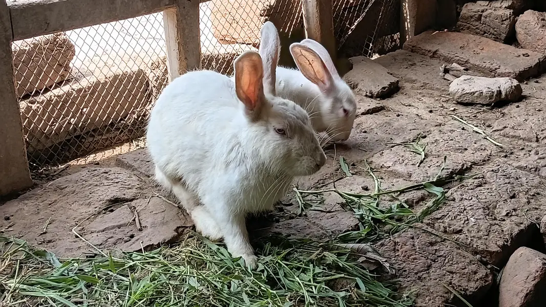Breeder or Adult Pair looking for new shelter — photo 3