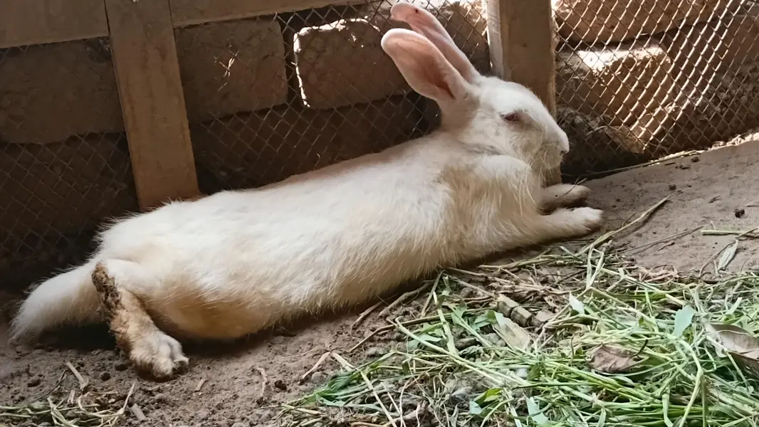 Breeder or Adult Pair looking for new shelter — photo 4