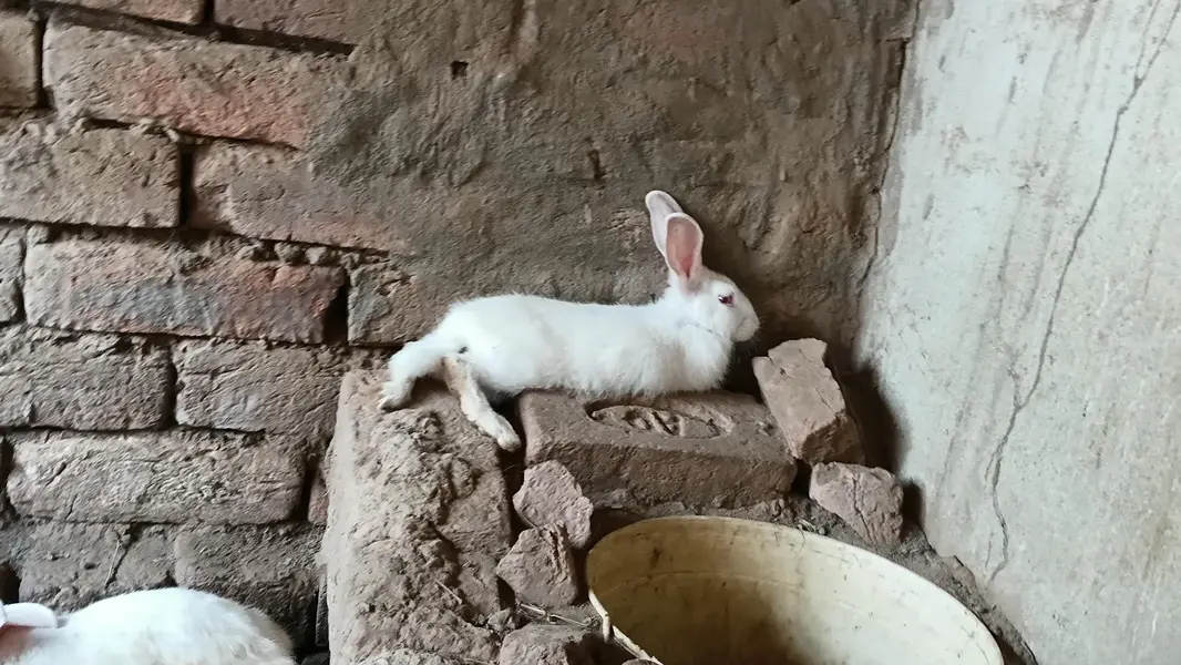 Breeder or Adult Pair looking for new shelter — photo 6