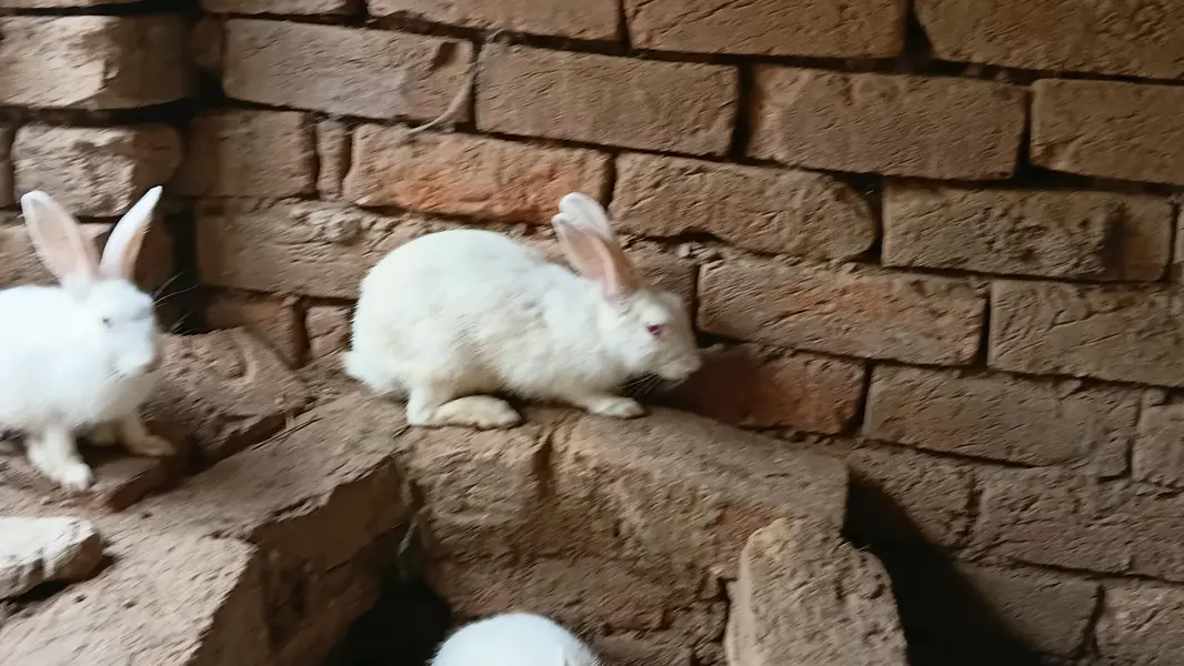 Breeder or Adult Pair looking for new shelter — photo 7