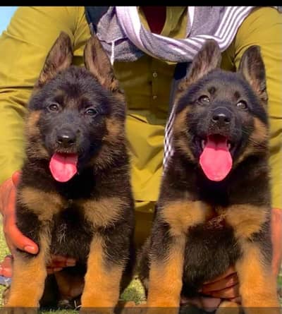 German Shepherd 2 month for sale