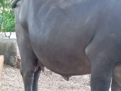buffaloe