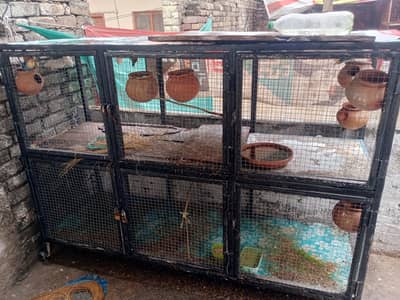 lovebird with big master cage heavy metrial cage