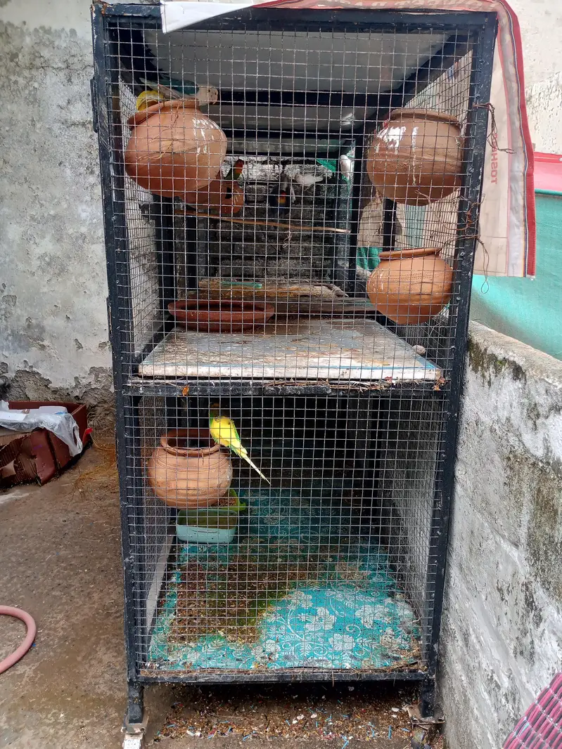 lovebird with big master cage heavy metrial cage — photo 2