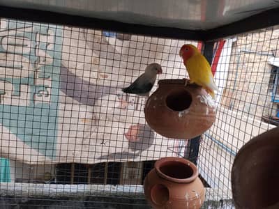 love bird breeder pairs