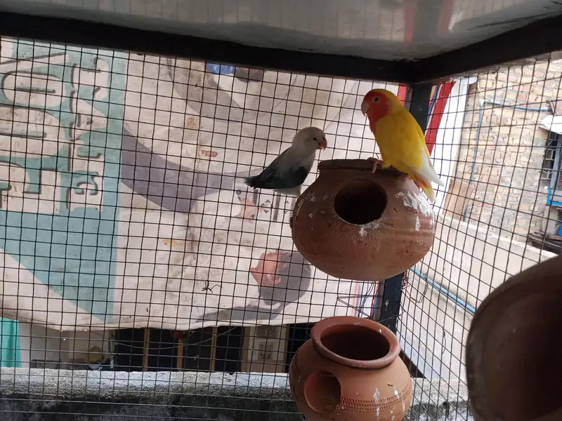 lovebird with big master cage heavy metrial cage — photo 4