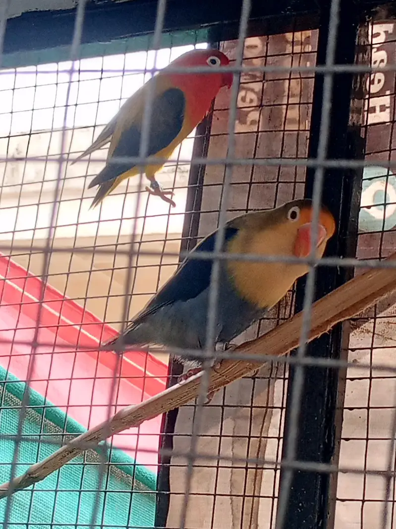 lovebird with big master cage heavy metrial cage — photo 5