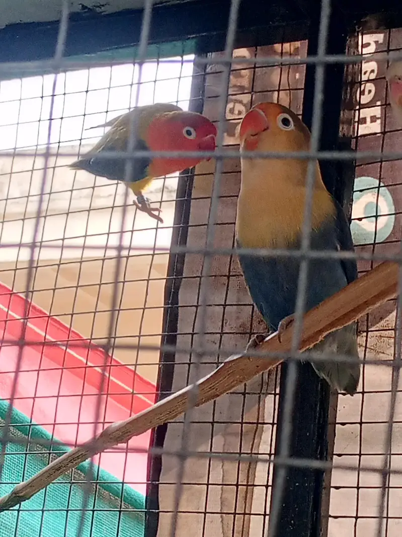 lovebird with big master cage heavy metrial cage — photo 6
