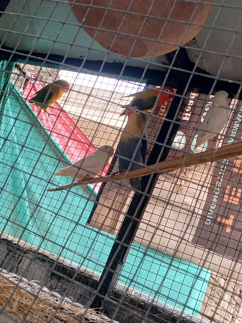 lovebird with big master cage heavy metrial cage — photo 7