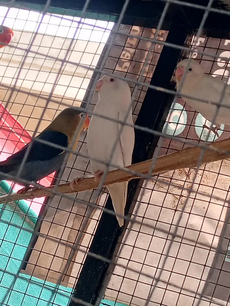 lovebird with big master cage heavy metrial cage — photo 8