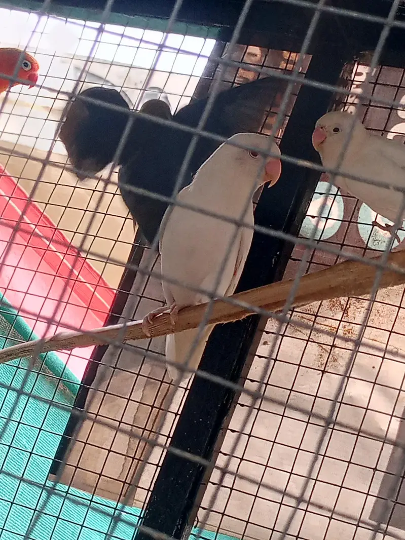lovebird with big master cage heavy metrial cage — photo 9