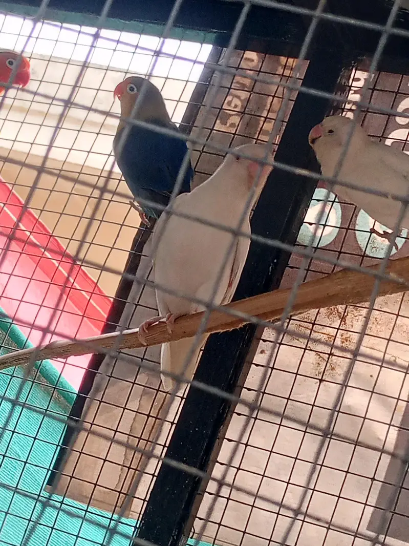 lovebird with big master cage heavy metrial cage — photo 10