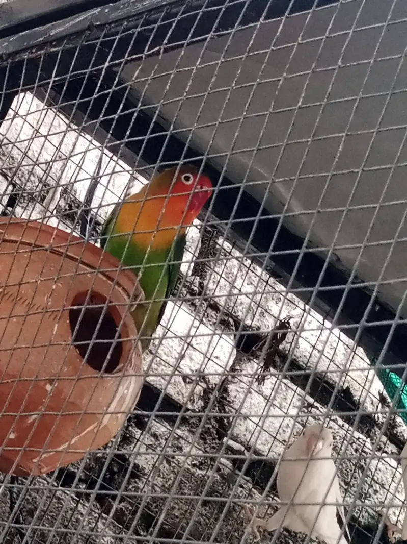 lovebird with big master cage heavy metrial cage — photo 11