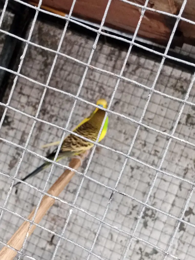 lovebird with big master cage heavy metrial cage — photo 12