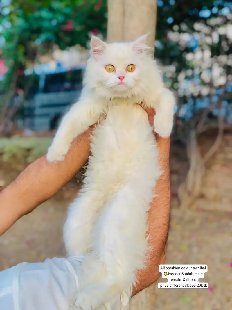 cash on delivery available Persian Punch face triple coat cat Kitten — photo 3