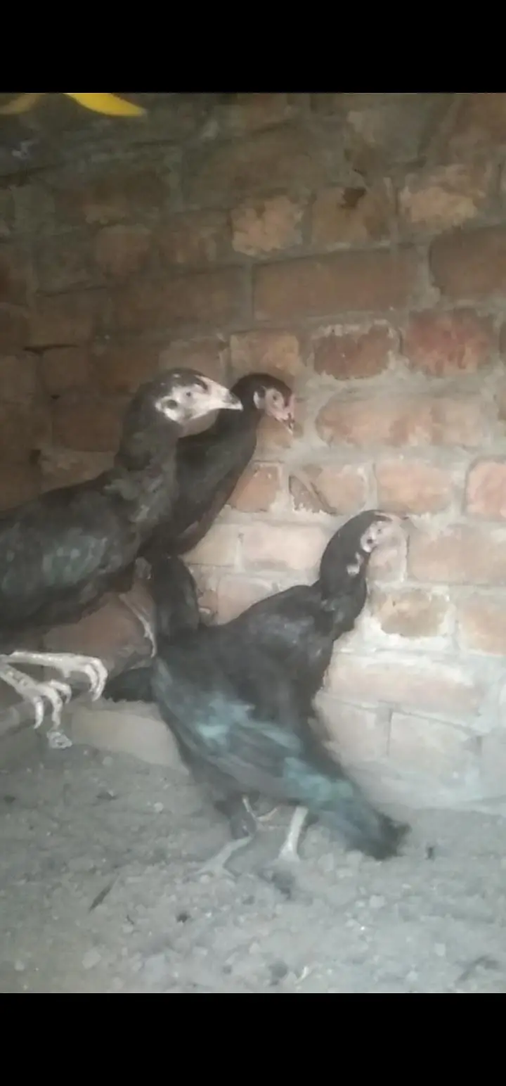 Aseel Meyanwali + Watany made — photo 3