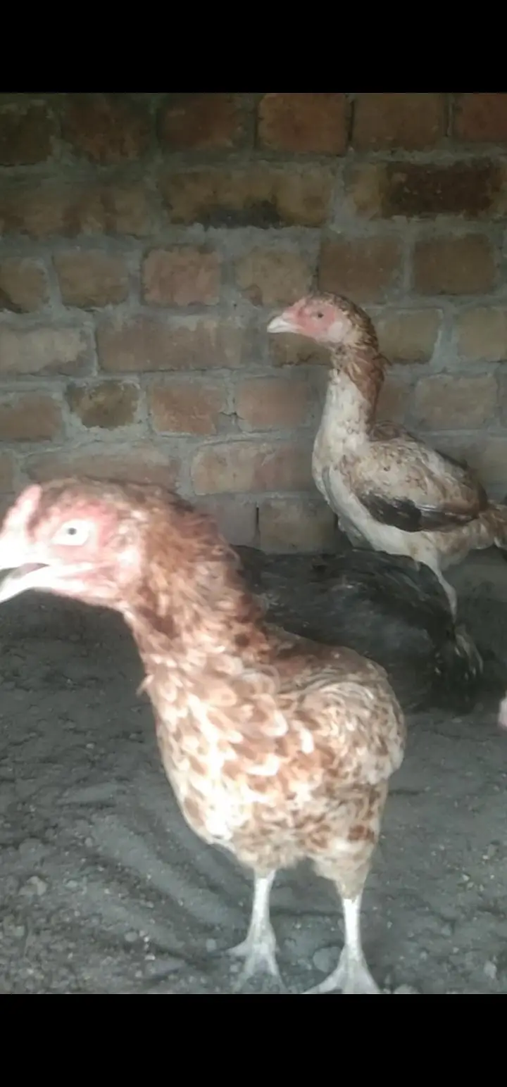 Aseel Meyanwali + Watany made — photo 6
