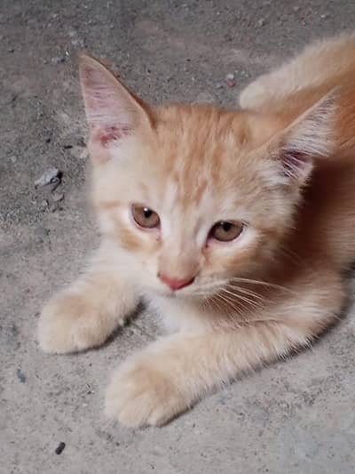 Persian cat single coat for sale