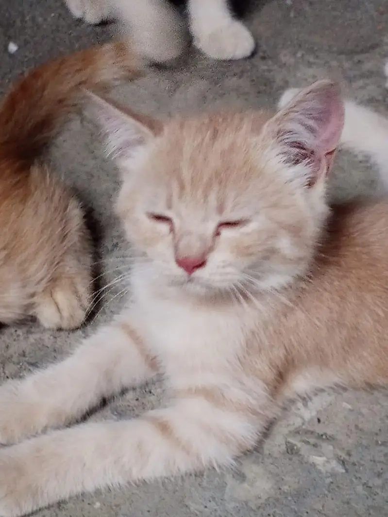 Persian cat single coat for sale — photo 2
