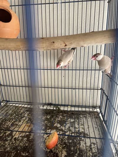 Java finches best breeder pair
