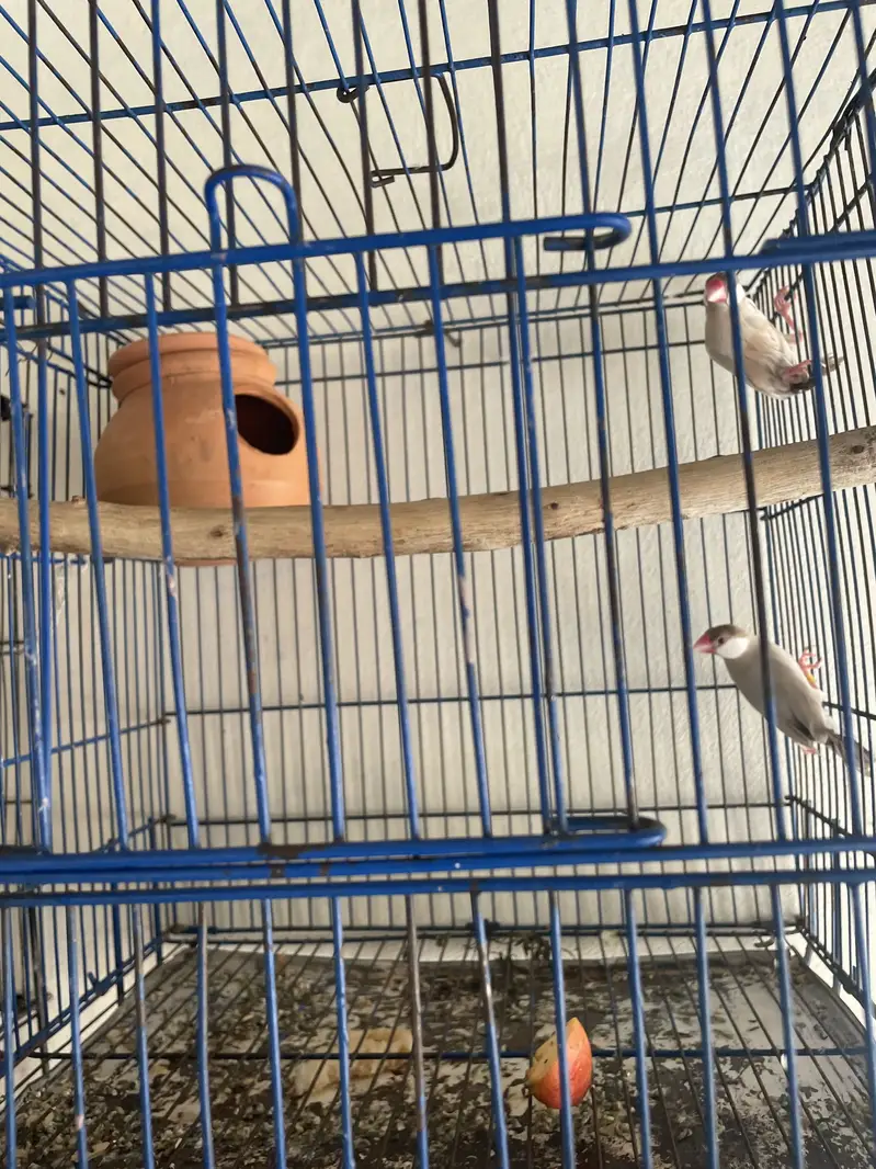 Java finches best breeder pair — photo 2