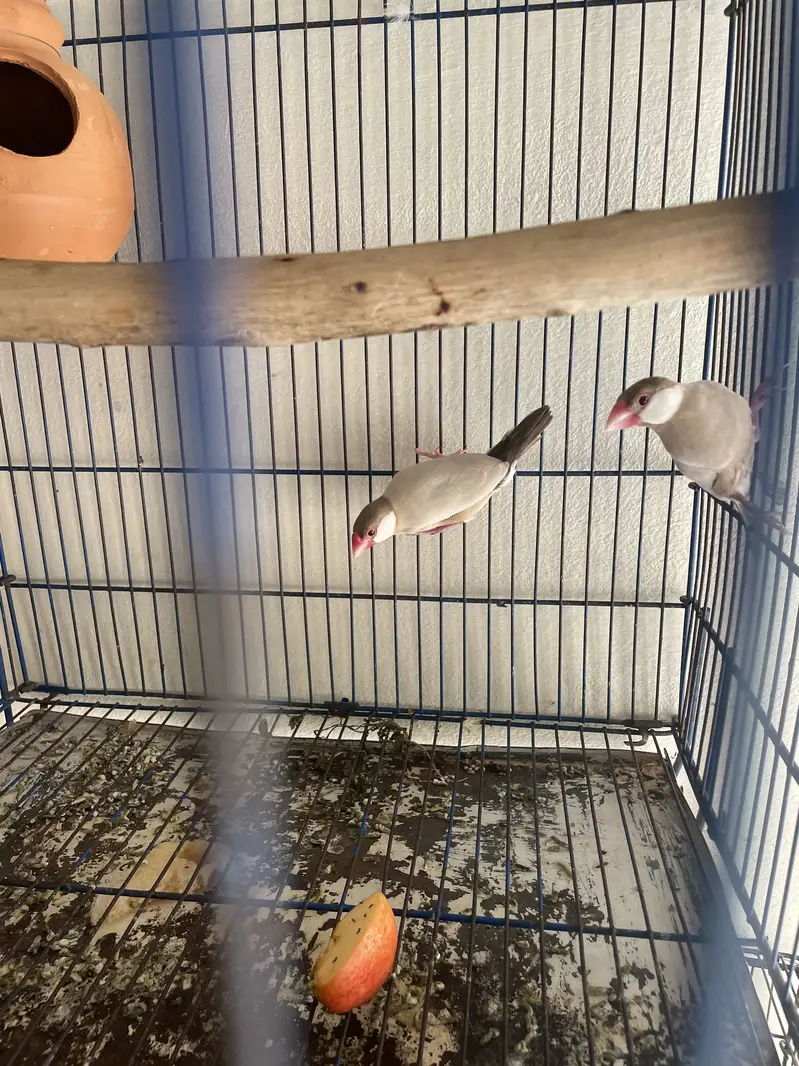 Java finches best breeder pair — photo 3