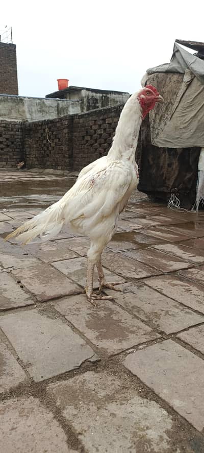 Heera Available