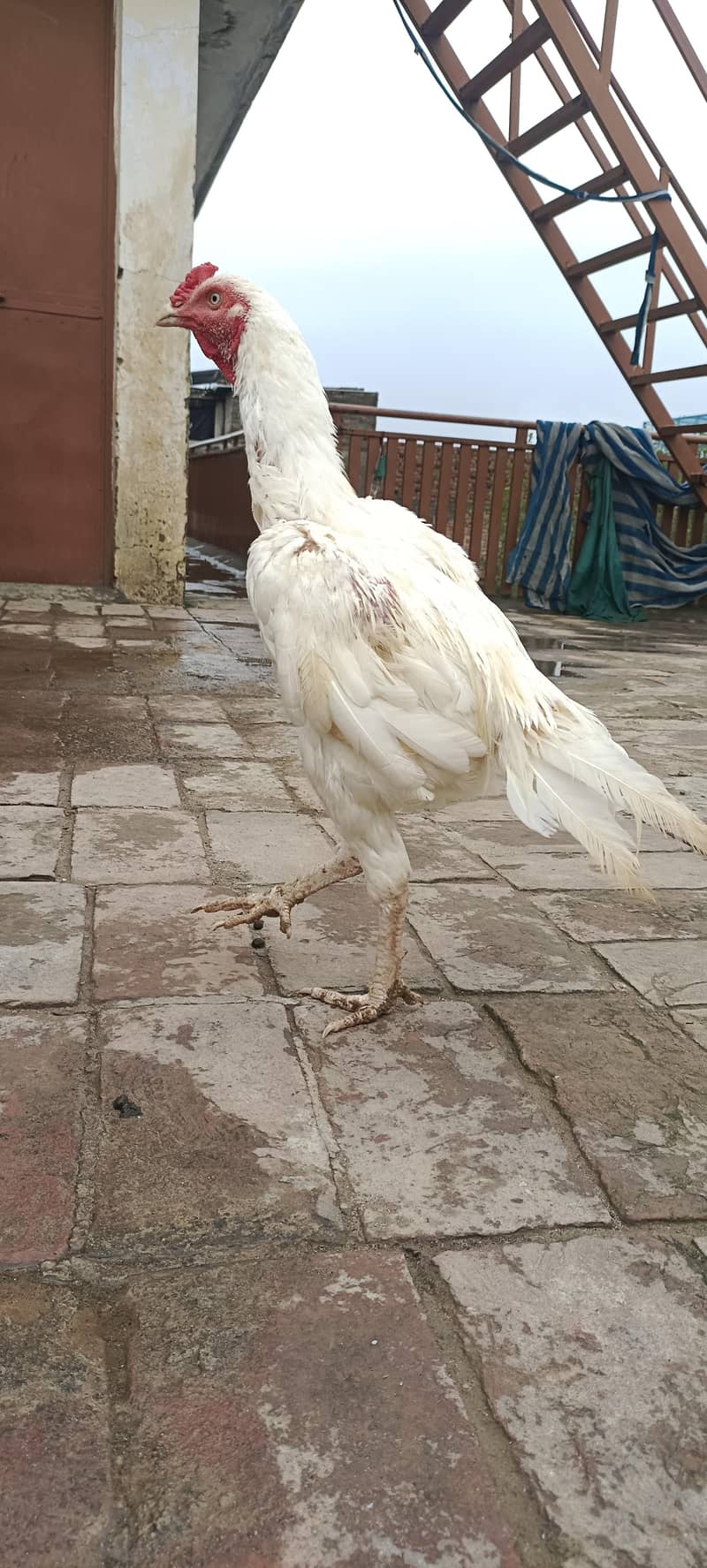 Heera Available 1