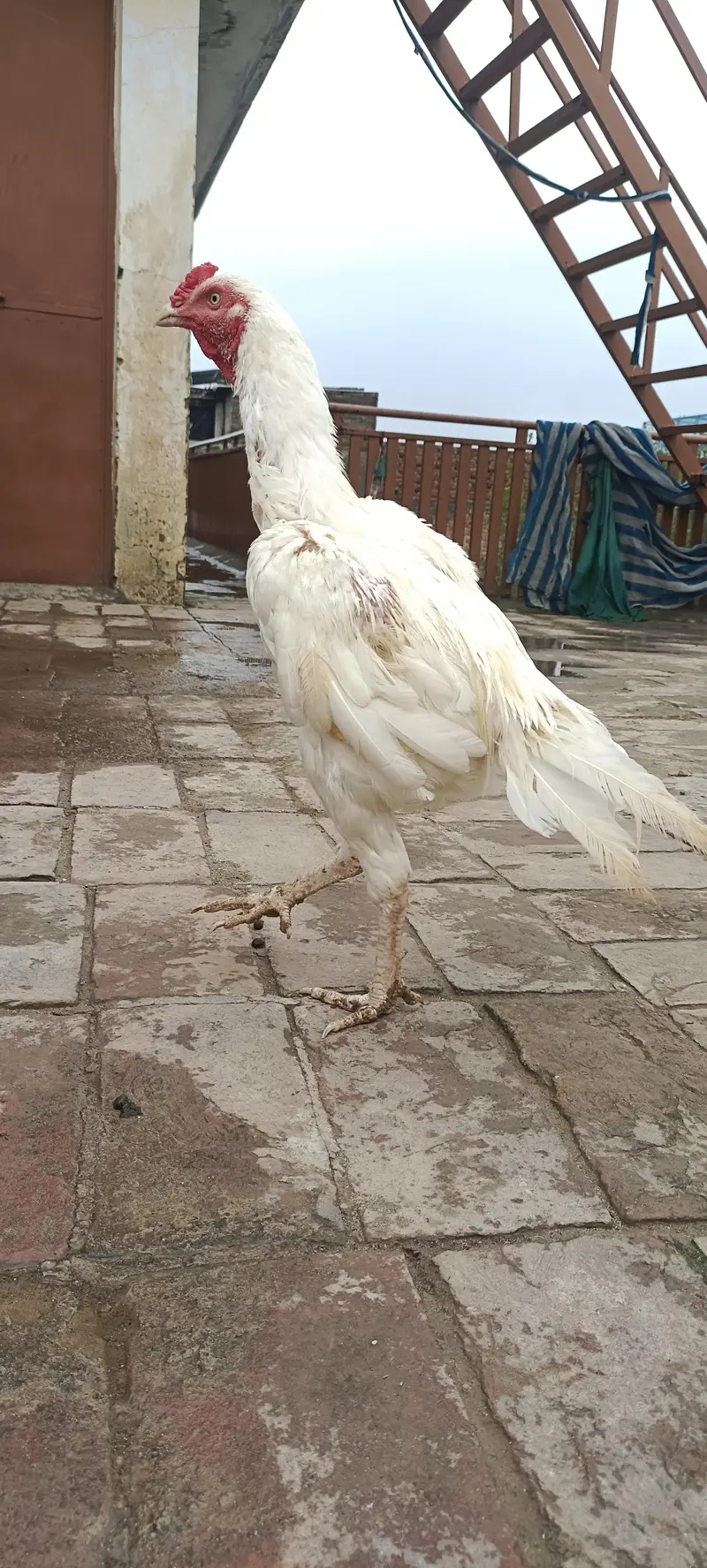 Heera Available — photo 2