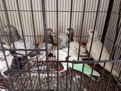 mix kabootar sale