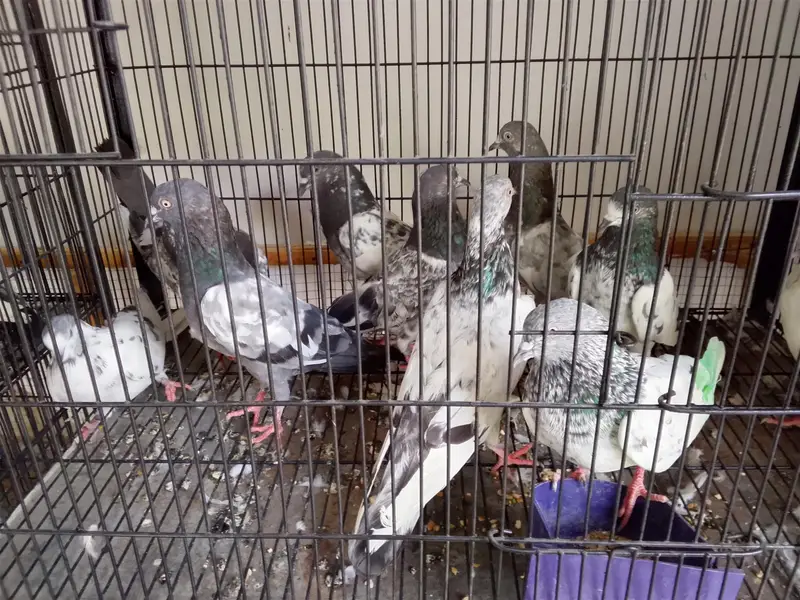 mix kabootar sale — photo 3