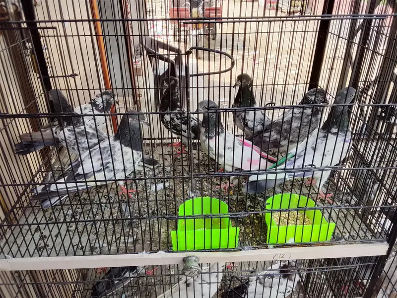 mix kabootar sale — photo 4