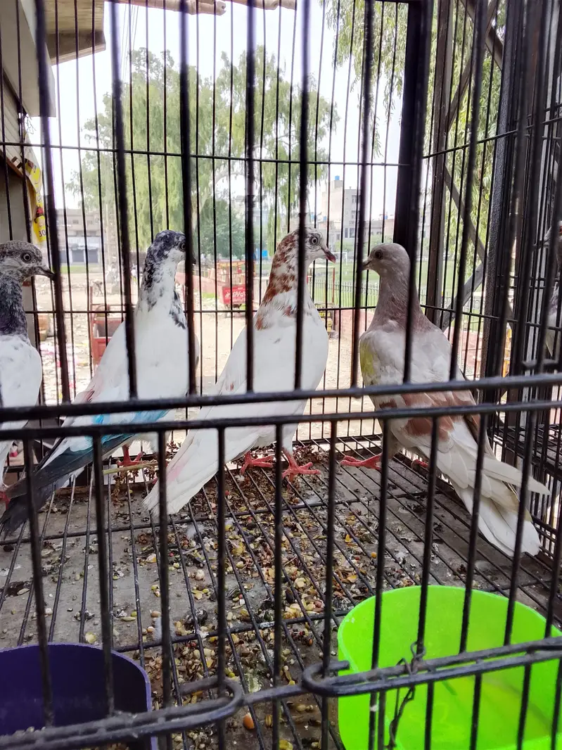 mix kabootar sale — photo 5