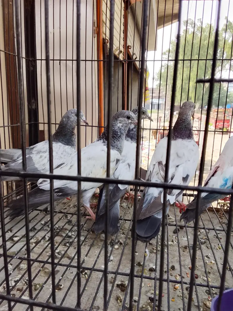 mix kabootar sale — photo 6