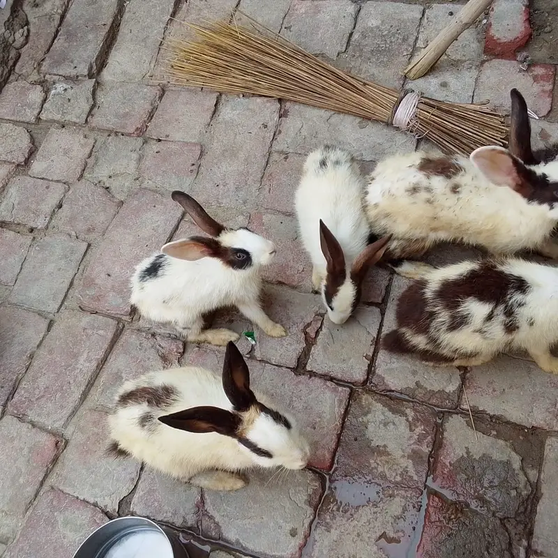2 Manzil  Bara Pinjra For Sale | Bird / Rabbit / Hen Cage also rabbits — photo 2