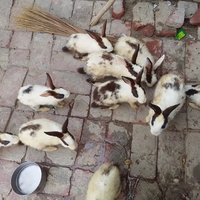 2 Manzil  Bara Pinjra For Sale | Bird / Rabbit / Hen Cage also rabbits — photo 3