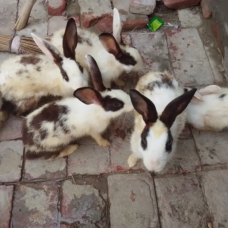 2 Manzil  Bara Pinjra For Sale | Bird / Rabbit / Hen Cage also rabbits — photo 4