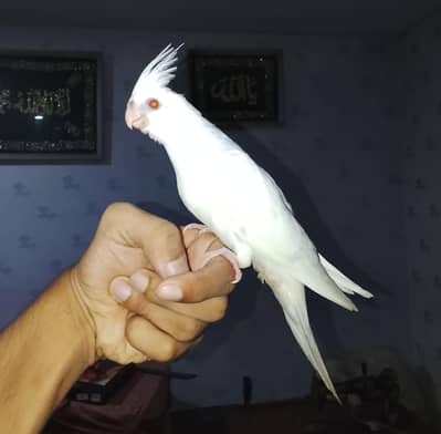 hand taim cocktail 03065482407